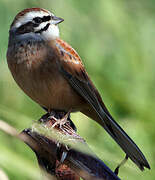 Meadow Bunting