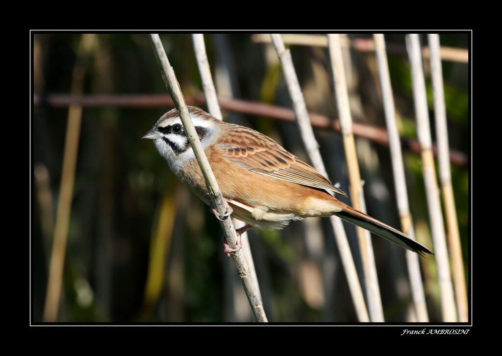 Bruant à longue queue mâle adulte