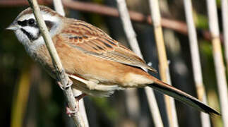 Meadow Bunting