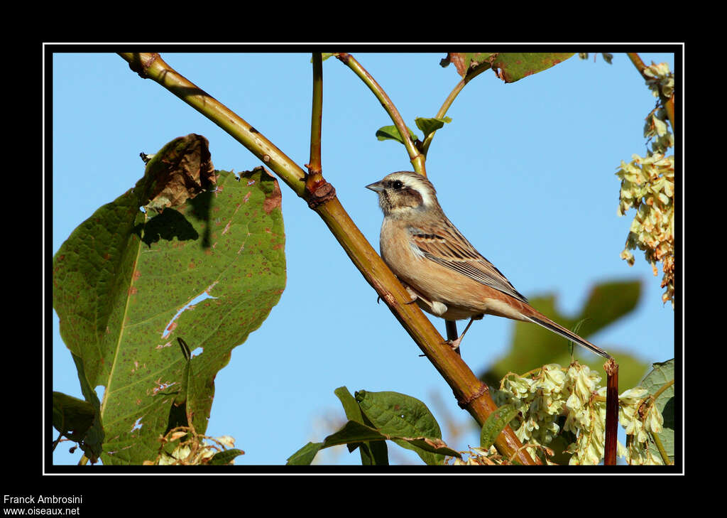 Meadow Bunting female adult post breeding, identification