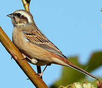 Meadow Bunting