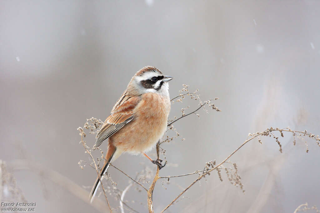 Meadow Bunting male adult post breeding, identification