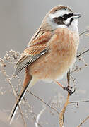 Meadow Bunting