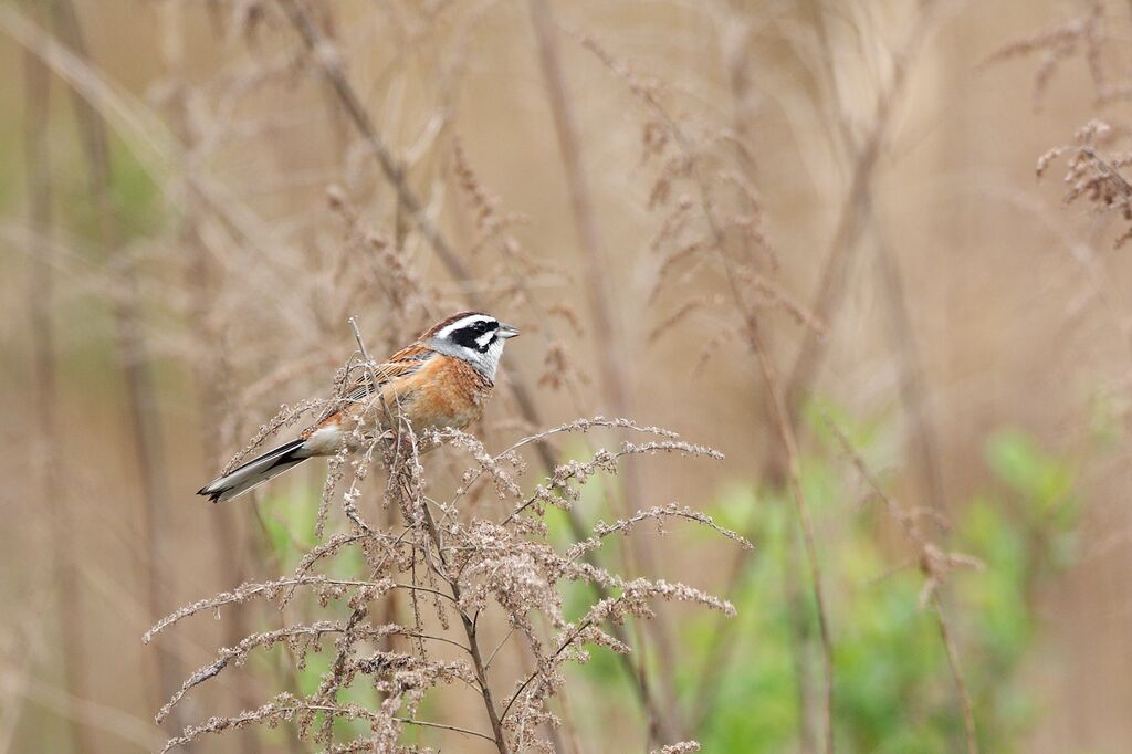 Meadow Bunting