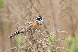 Meadow Bunting