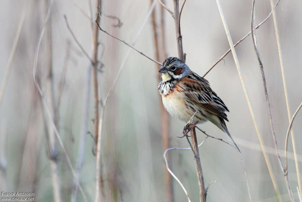 Chestnut-eared Bunting male adult breeding, identification