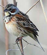 Chestnut-eared Bunting