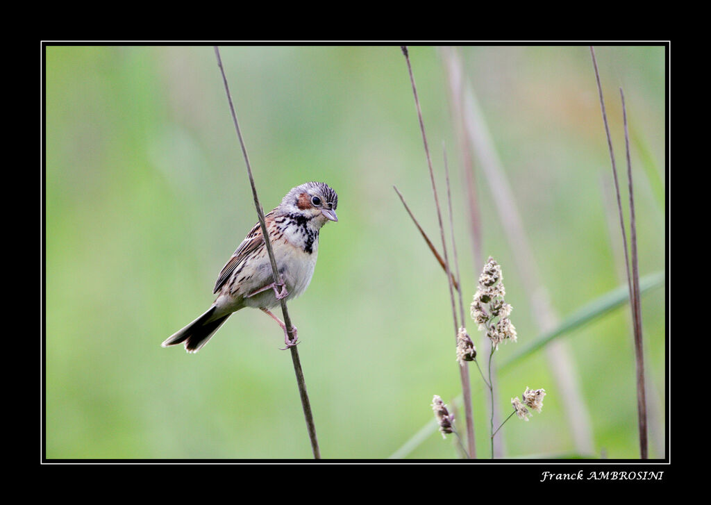 Chestnut-eared Bunting male adult breeding