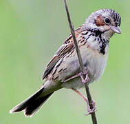 Chestnut-eared Bunting