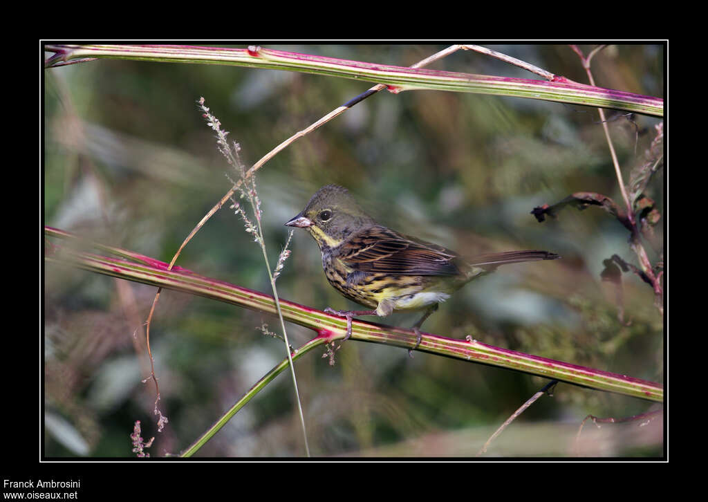 Masked Bunting male adult post breeding