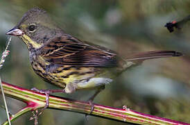 Masked Bunting