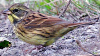 Masked Bunting