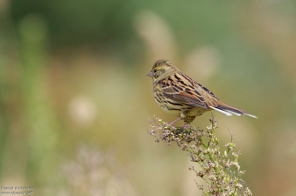 Bruant de Temminck femelle 1ère année, identification