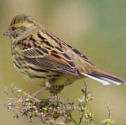 Masked Bunting