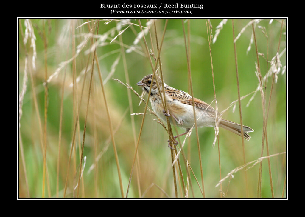 Bruant des roseaux