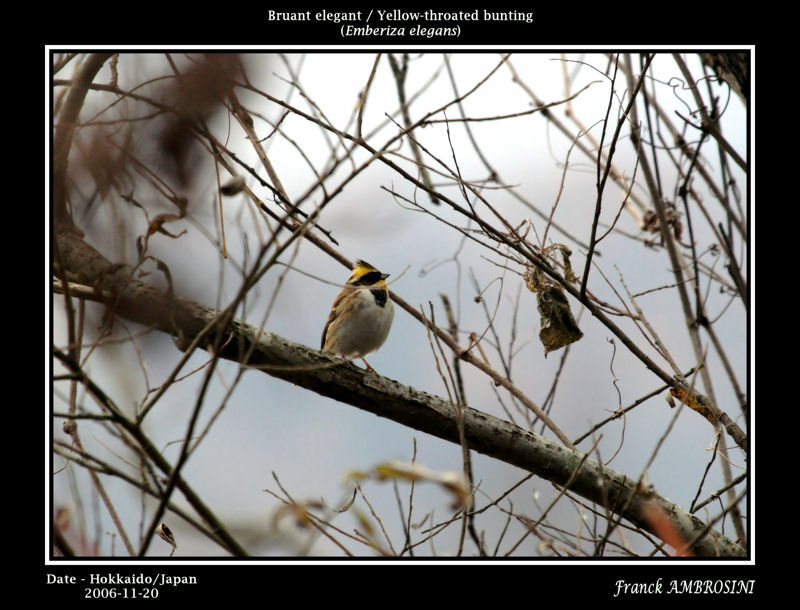 Yellow-throated Bunting male adult