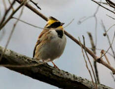 Yellow-throated Bunting