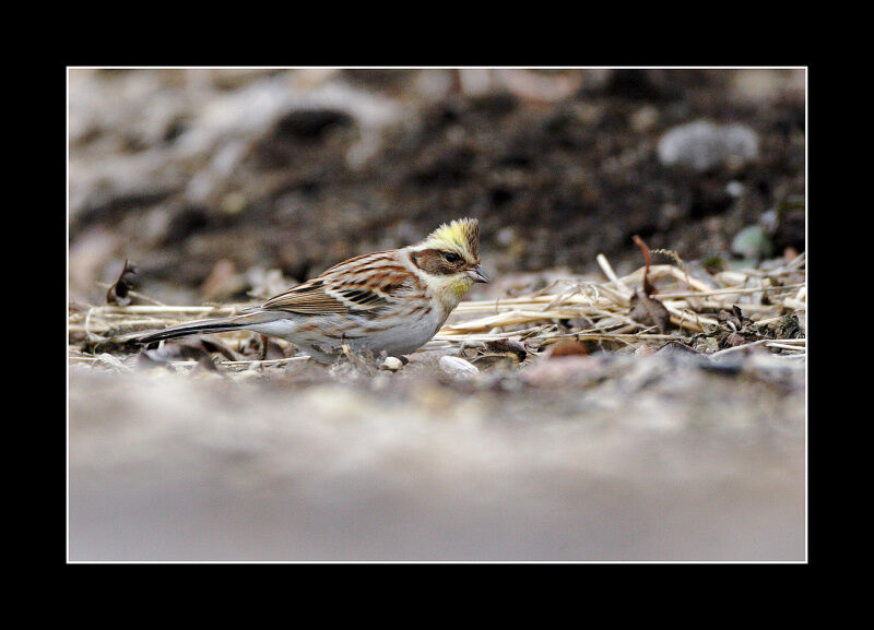 Yellow-throated Bunting female adult