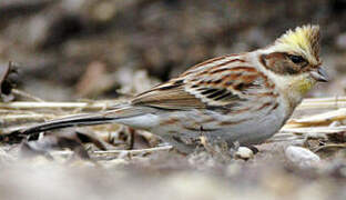 Yellow-throated Bunting