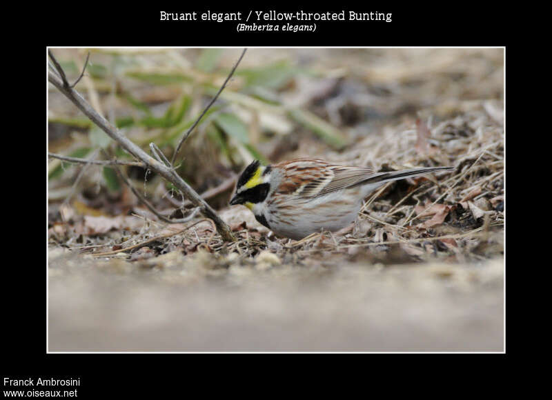 Yellow-throated Bunting male adult, fishing/hunting