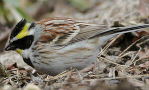 Yellow-throated Bunting