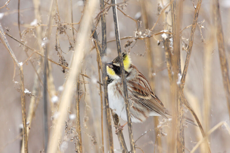 Yellow-throated Bunting male adult post breeding