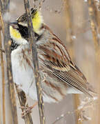 Yellow-throated Bunting