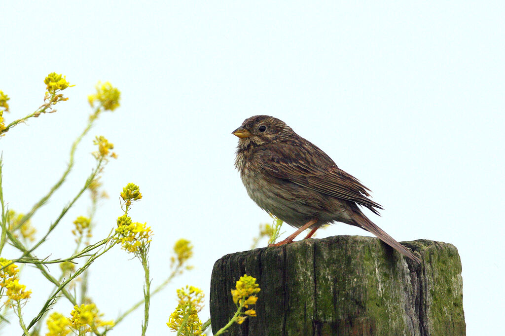 Corn Bunting male adult