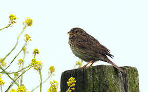 Corn Bunting