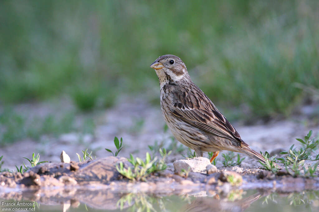 Bruant proyeradulte, identification