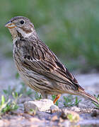 Corn Bunting