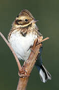 Rustic Bunting