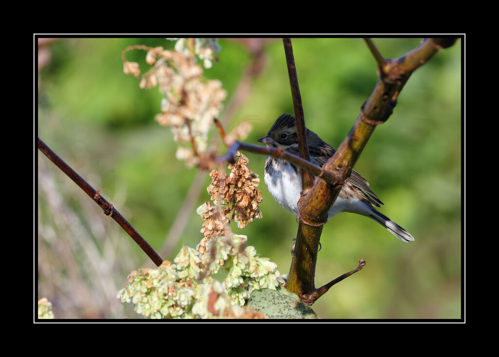 Rustic Bunting