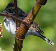 Rustic Bunting