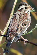 Rustic Bunting