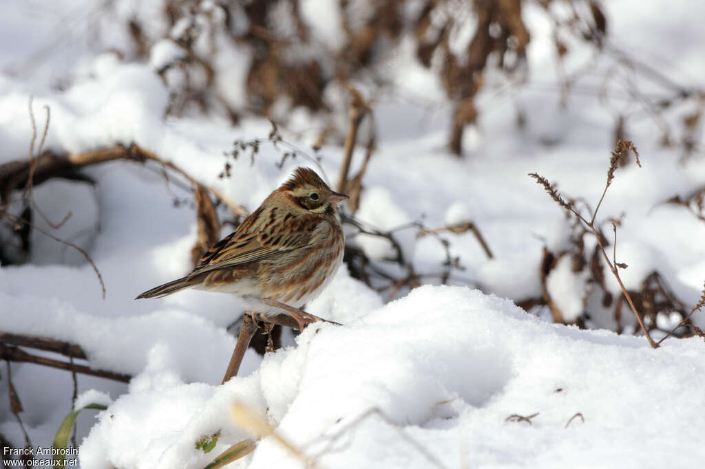 Bruant rustique mâle adulte internuptial, identification