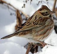 Rustic Bunting