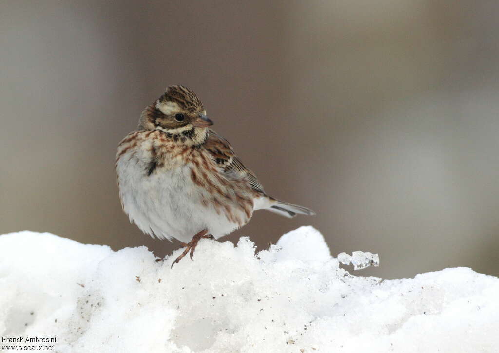 Rustic Buntingadult post breeding, close-up portrait