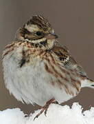 Rustic Bunting