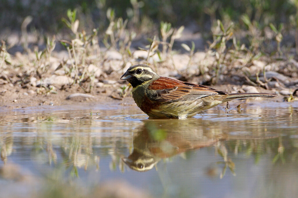 Cirl Bunting male adult breeding