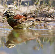 Cirl Bunting