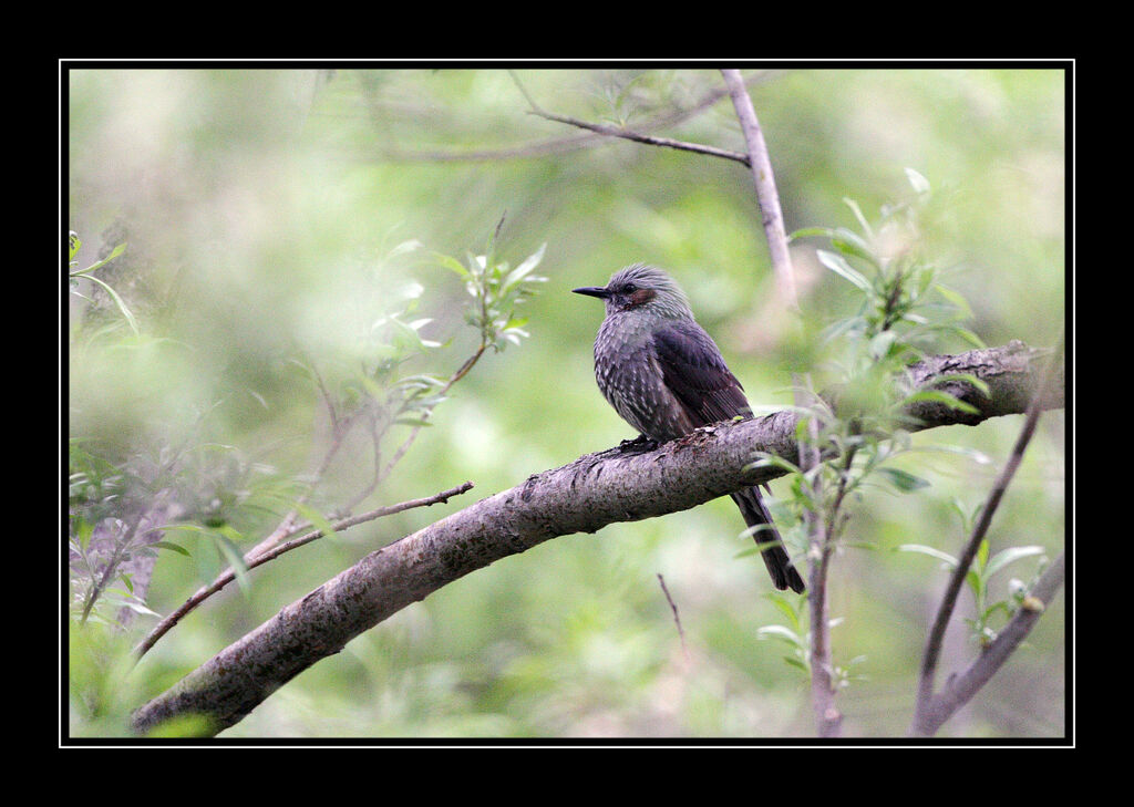 Bulbul à oreillons brunsadulte