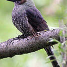 Bulbul à oreillons bruns