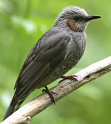 Brown-eared Bulbul