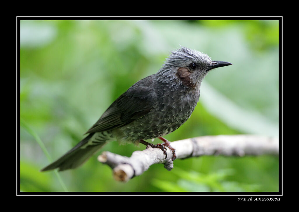 Bulbul à oreillons brunsadulte