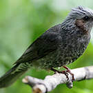 Bulbul à oreillons bruns