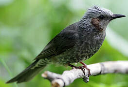 Brown-eared Bulbul