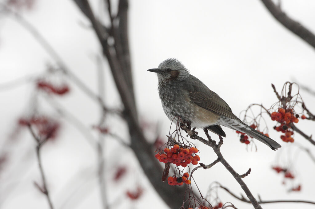 Brown-eared Bulbuladult post breeding