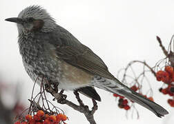 Brown-eared Bulbul