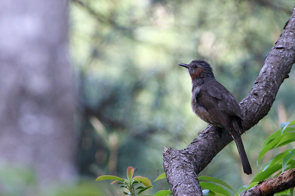 Brown-eared Bulbul